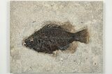 Fossil Fish (Cockerellites) - Wyoming #203177-1